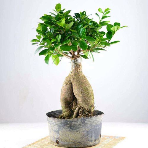 盆景花卉单位(花卉盆景苗木)-图2 盆景花卉单位(花卉盆景苗木)-图2