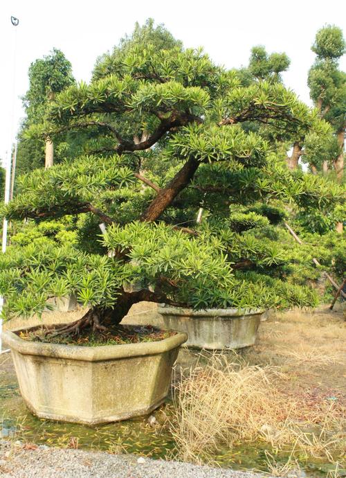 盆景花卉单位（花卉盆景苗木）