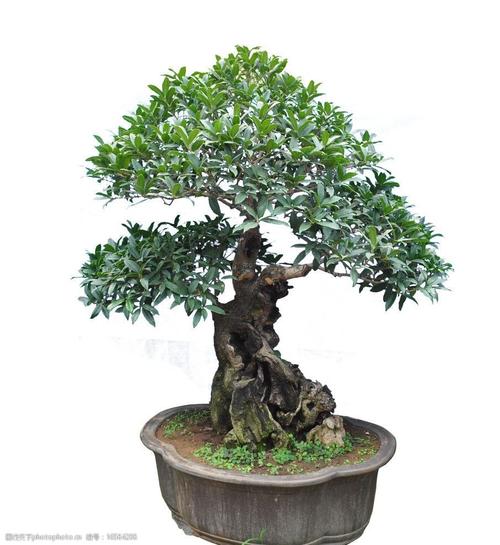 盆景花卉单位(花卉盆景苗木)-图3 盆景花卉单位(花卉盆景苗木)-图3