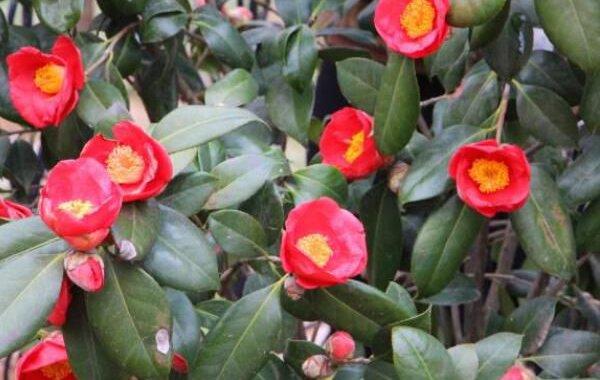 耐冬花什么时候修剪合适（耐冬花什么时间施肥）