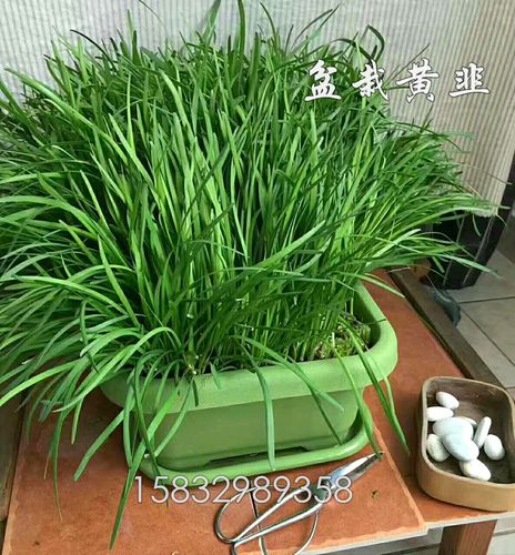 韭菜盆景有农药吗（韭菜盆景有农药吗有毒吗）