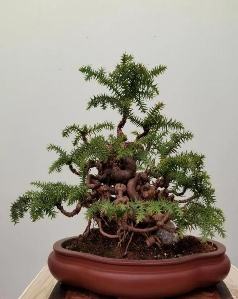 澳洲杉怎么修剪（澳洲杉怎么修剪枝）
