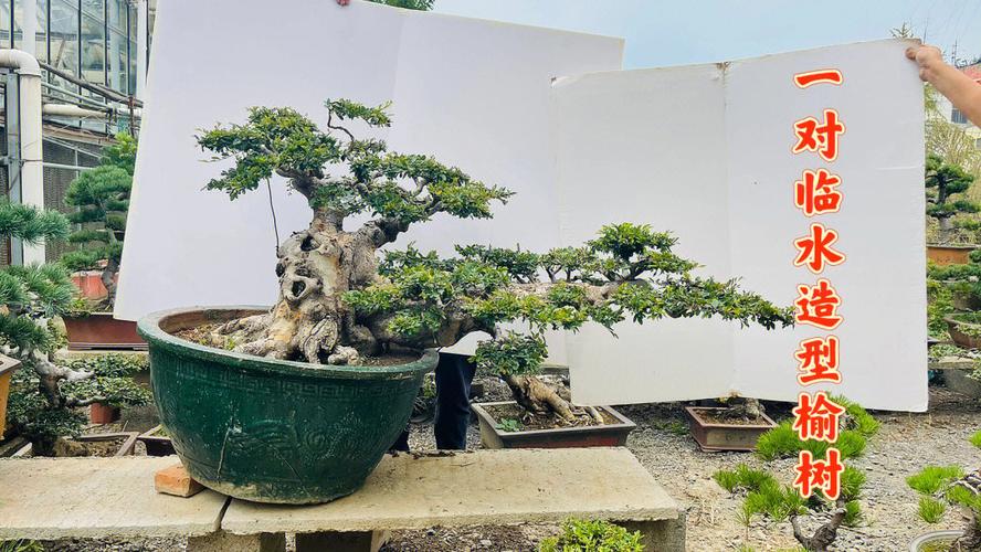 榆树盆景的图片（榆树盆景图片大全大图 抱石）