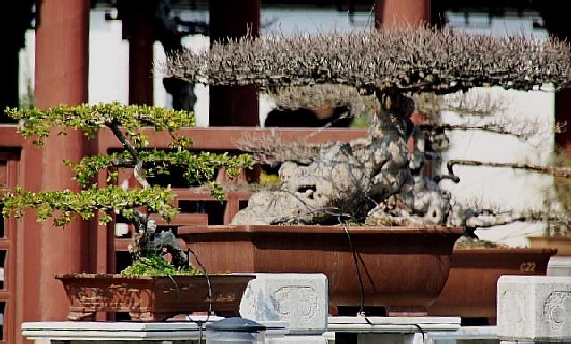 兰州园艺盆景市场(兰州盆景园旁边南昌路花卉)-图3 兰州园艺盆景市场(兰州盆景园旁边南昌路花卉)-图3