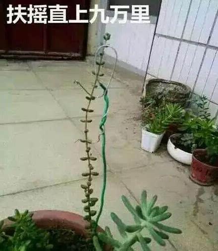 多肉修剪的步骤图解(多肉修剪的步骤图解图片)-图3 多肉修剪的步骤图解(多肉修剪的步骤图解图片)-图3
