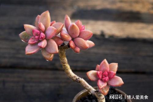 多肉修剪的步骤图解(多肉修剪的步骤图解图片)-图2 多肉修剪的步骤图解(多肉修剪的步骤图解图片)-图2