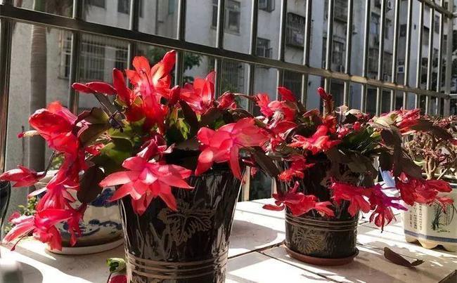 卡丽花怎么修剪图（卡丽花怎么修剪图解视频）