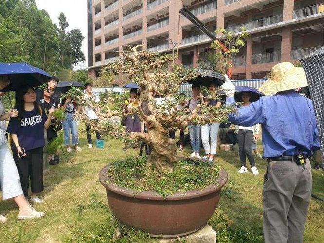 岭南盆景修剪技艺（岭南盆景剪枝视频解说）