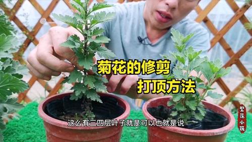 菊花该如何修剪（菊花如何修剪种植管理）