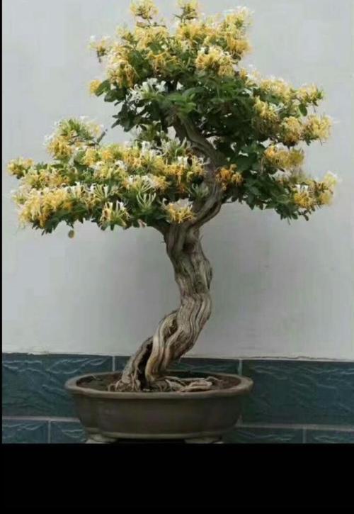 金银花盆景网（金银花盆景制作图解）