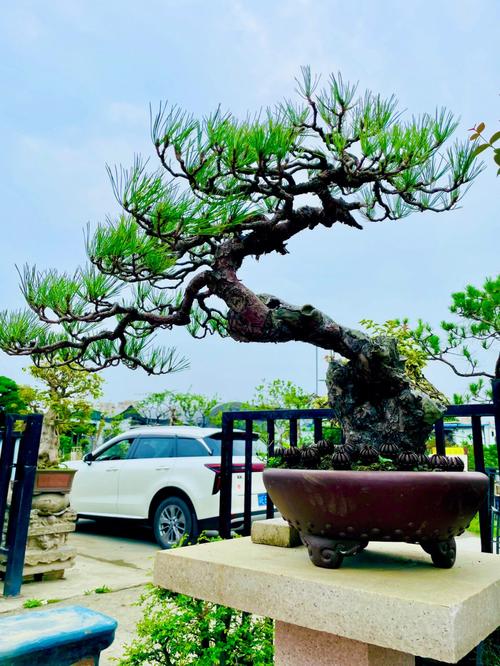 云南山松盆景（云南山松盆景图片欣赏）