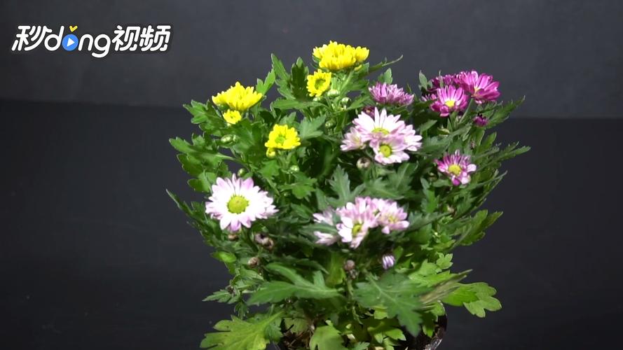 菊花几月份修剪好（菊花几月份修剪好呢）