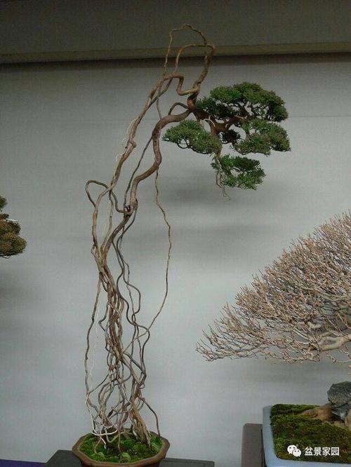 提根式盆景赏析（提根式盆景特点）