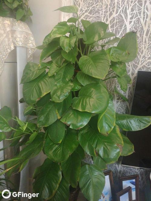 绿砖花怎么修剪图片（绿色花砖效果图）