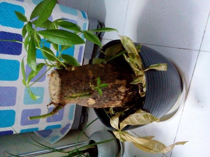 发财树修剪下来的枝条（发财树枝条修剪后还会发芽吗）