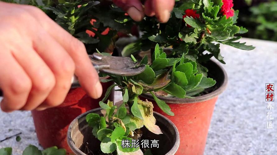 长寿花枝叶怎么修剪更好看（长寿花叶太多了如何剪掉一些怎么剪）