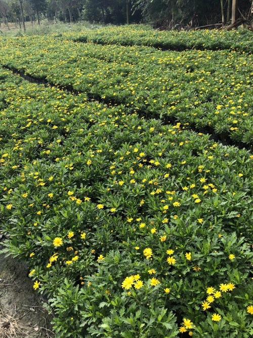 木春菊冬季修剪（木春菊的花期）