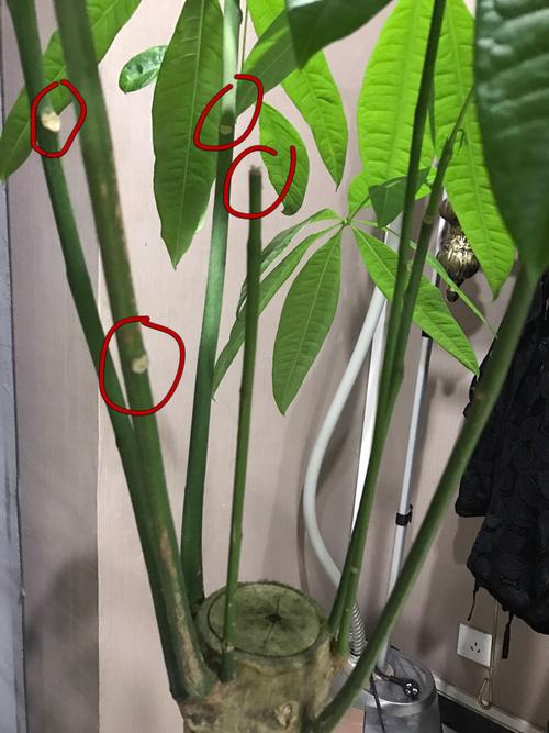 发财树要修剪枝叶（发财树修剪枝叶从哪个部位剪）