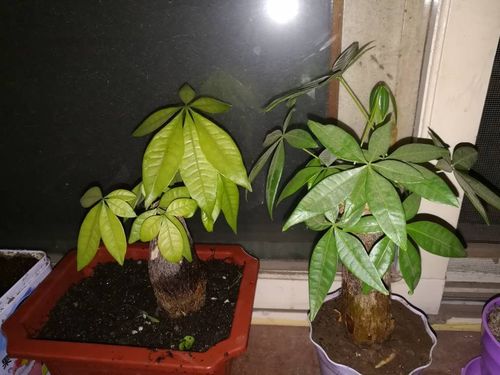盆景里种发财树用红泥土（发财树可以用泥巴土种吗）