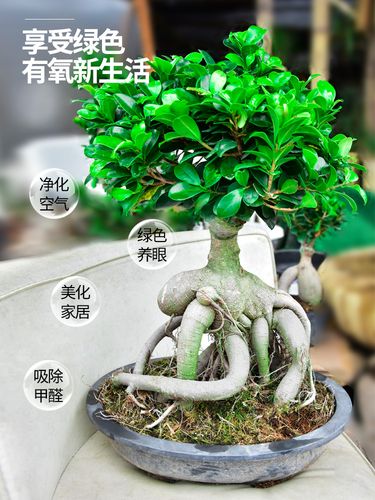 金钱荣盆景（金钱榕树的养殖方法和注意事项 盆栽）-图3
