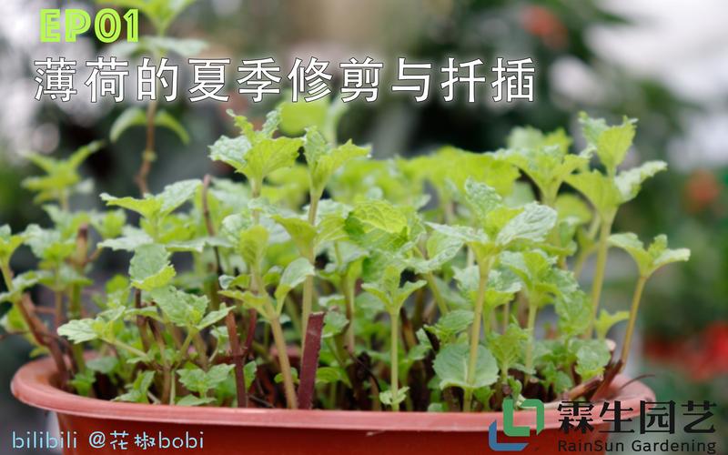修剪下的薄荷怎么处理（剪下来的薄荷可以扦插吗）