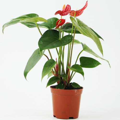 花的盆景名称（花卉盆景名称）