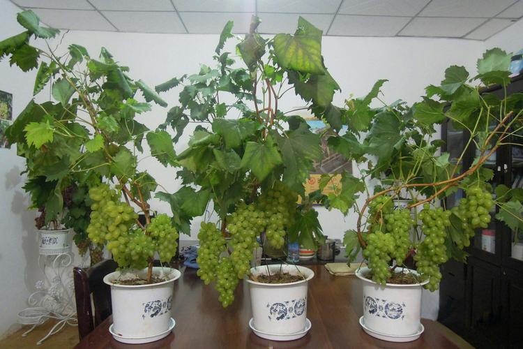 葡萄盆景种植方法视频（葡萄的盆栽种植技术视频）