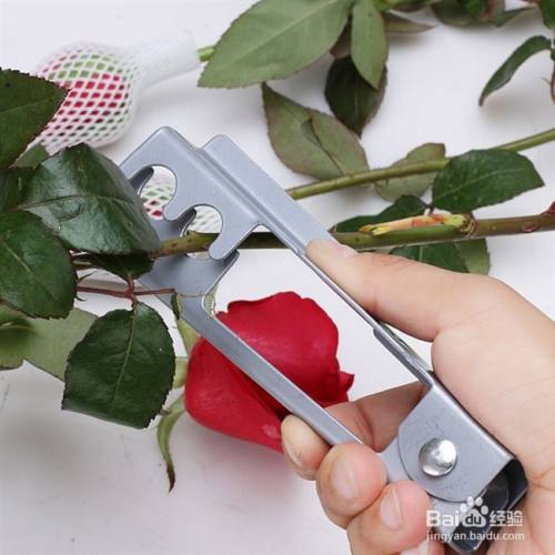 鲜花店怎么修剪玫瑰（花店怎么修剪玫瑰花）