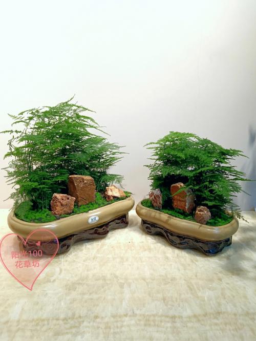 家庭合适载的盆景（家庭合适载的盆景植物）
