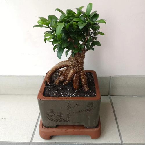 盆景榕树管理（盆景榕树管理方法）