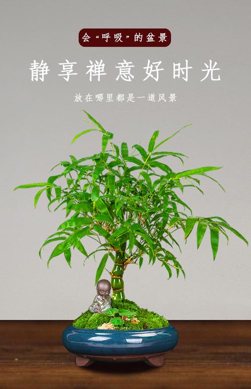 小盆景竹子的养殖方法（小盆景竹子的养殖方法和技术）