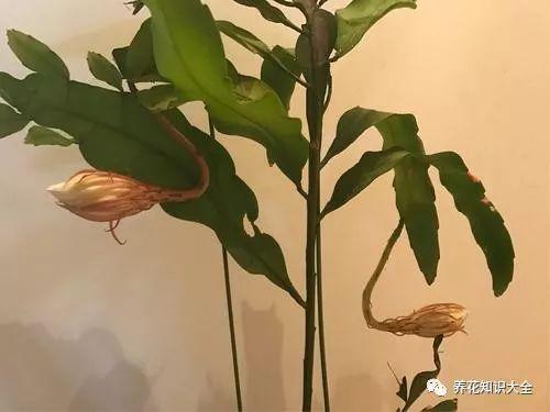 昙花的变态茎如何修剪（昙花变态茎,是要开花了）