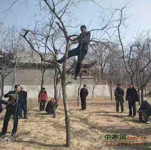 盆栽枣是怎样整形修剪（怎么栽枣树成活率高）
