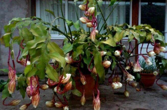 昙花冬天修剪（昙花冬天怎么养才能安全过冬?）