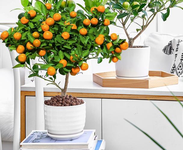 柑橘盆景图（柑橘树盆栽的养殖方法）