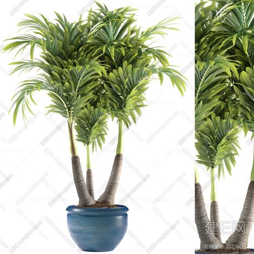 棕榈树能做小型盆景吗（棕榈可以当盆栽吗）