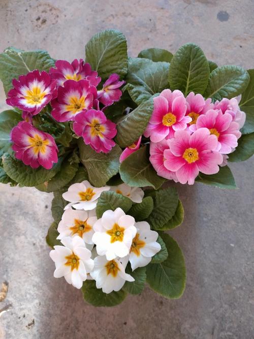 报春花的花后修剪方法图解（请问报春花怎样护养）
