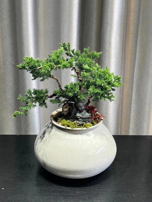 侧柏盆景精品图片（侧柏盆栽造型设计图）