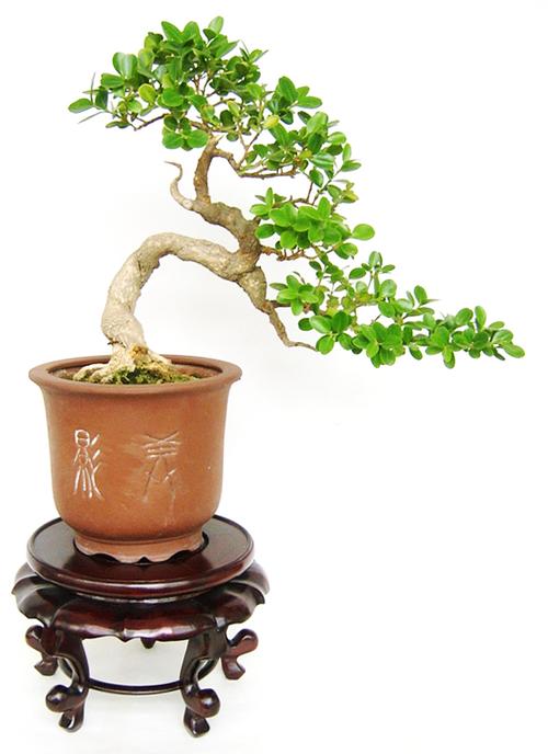 盆景花卉网站（盆景网址）
