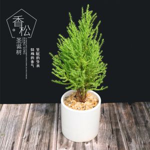 香松盆景图片大全（香松盆景养护及注意事项）-图3