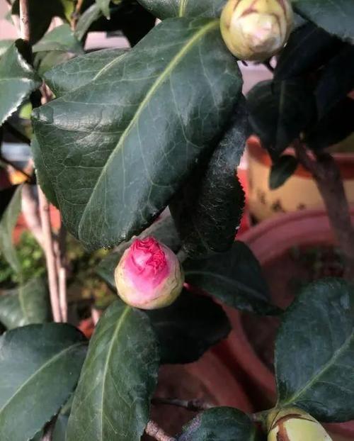 茶花花苞不开春天要修剪吗（茶花开不了花苞总是掉是什么原因）