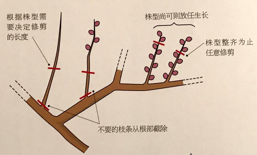 香椿树修剪图解图片