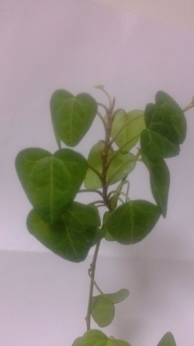 心形绿叶盆景植物图片（心形绿色叶子的植物）