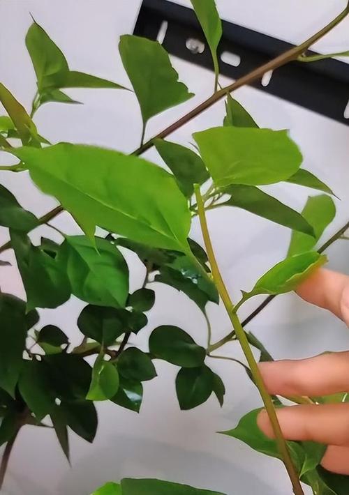 三角梅干枝条修剪图(三角梅干枝条修剪图片)-图3 三角梅干枝条修剪图(三角梅干枝条修剪图片)-图3