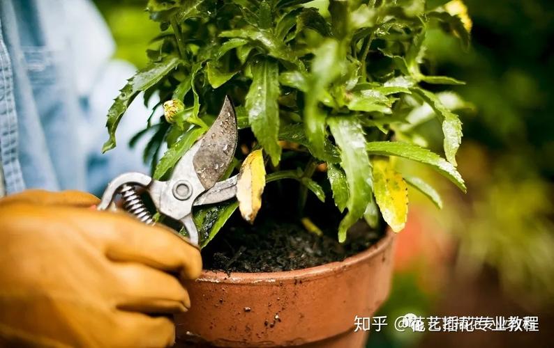 花草树木修剪方法（花草修剪技巧）