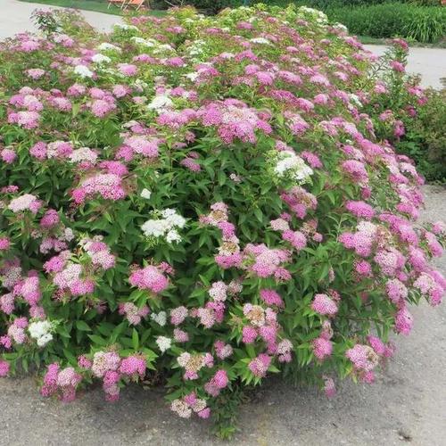 绣线菊属盆景(绣线菊的种类)-图1 绣线菊属盆景(绣线菊的种类)-图1