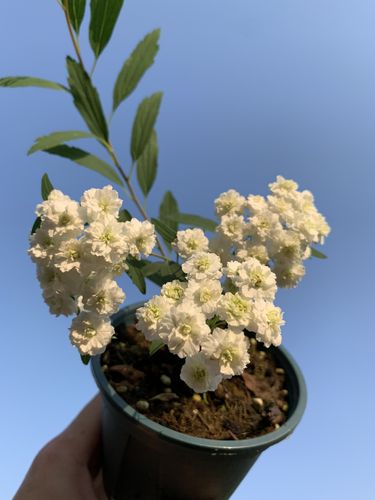 绣线菊属盆景(绣线菊的种类)-图2 绣线菊属盆景(绣线菊的种类)-图2