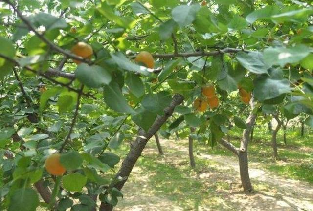 夏天杏子的修剪方法（杏子剪枝）