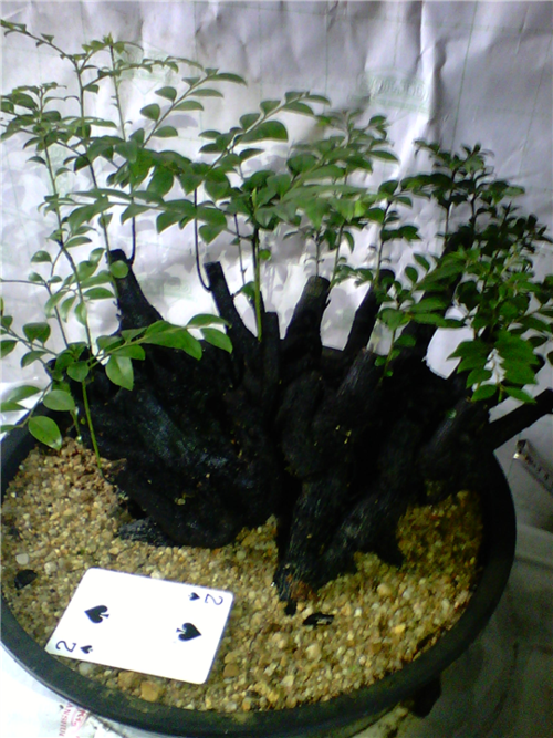 1000元以上的黑刺盆景（黑刺盆景养护）-图2