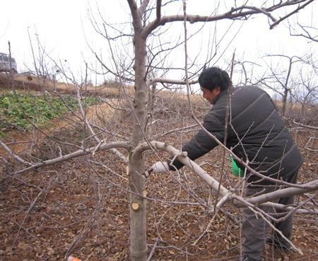 苹果秋季移栽用修剪吗（秋季栽苹果树成活率高吗?）